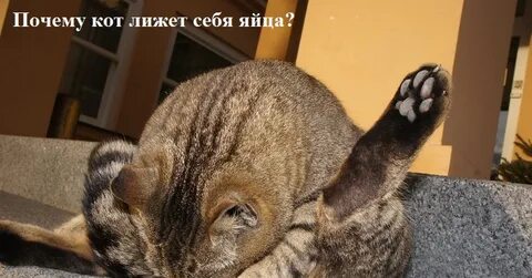 Хвост вылизывает