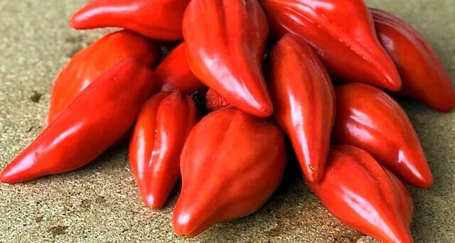 Томат розовый тюльпан. Томат сорт перцевидный розовый. Тюльпановые томаты. Тюльпан томат описание. Томат розовый тюльпан.