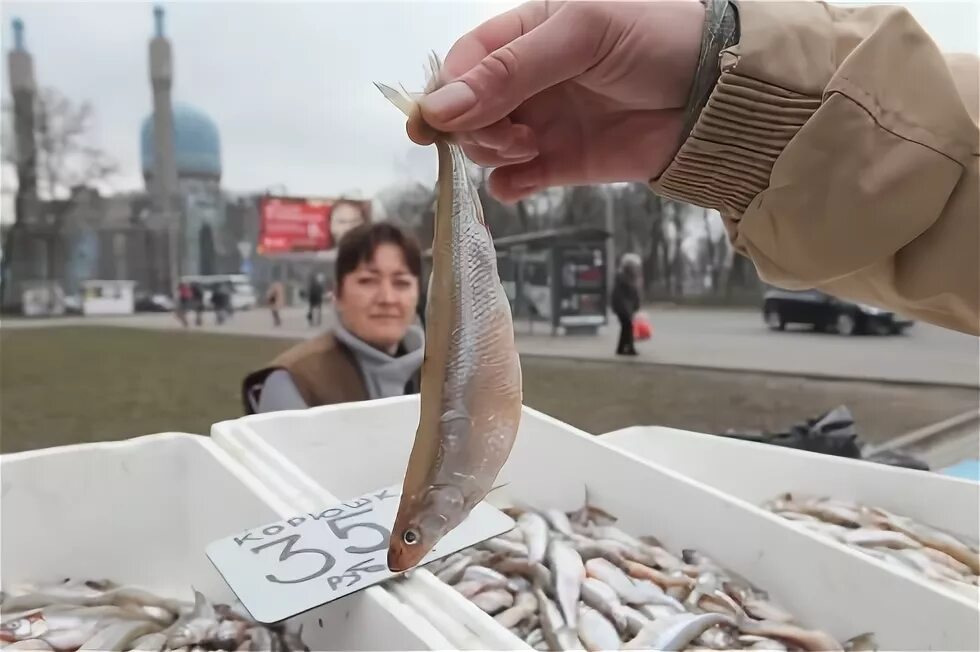 Купить корюшку в калининграде. Корюшка в Калининграде. Корюшка в Калининграде 2022. Фестиваль корюшки в Калининград. Охтинская корюшка.