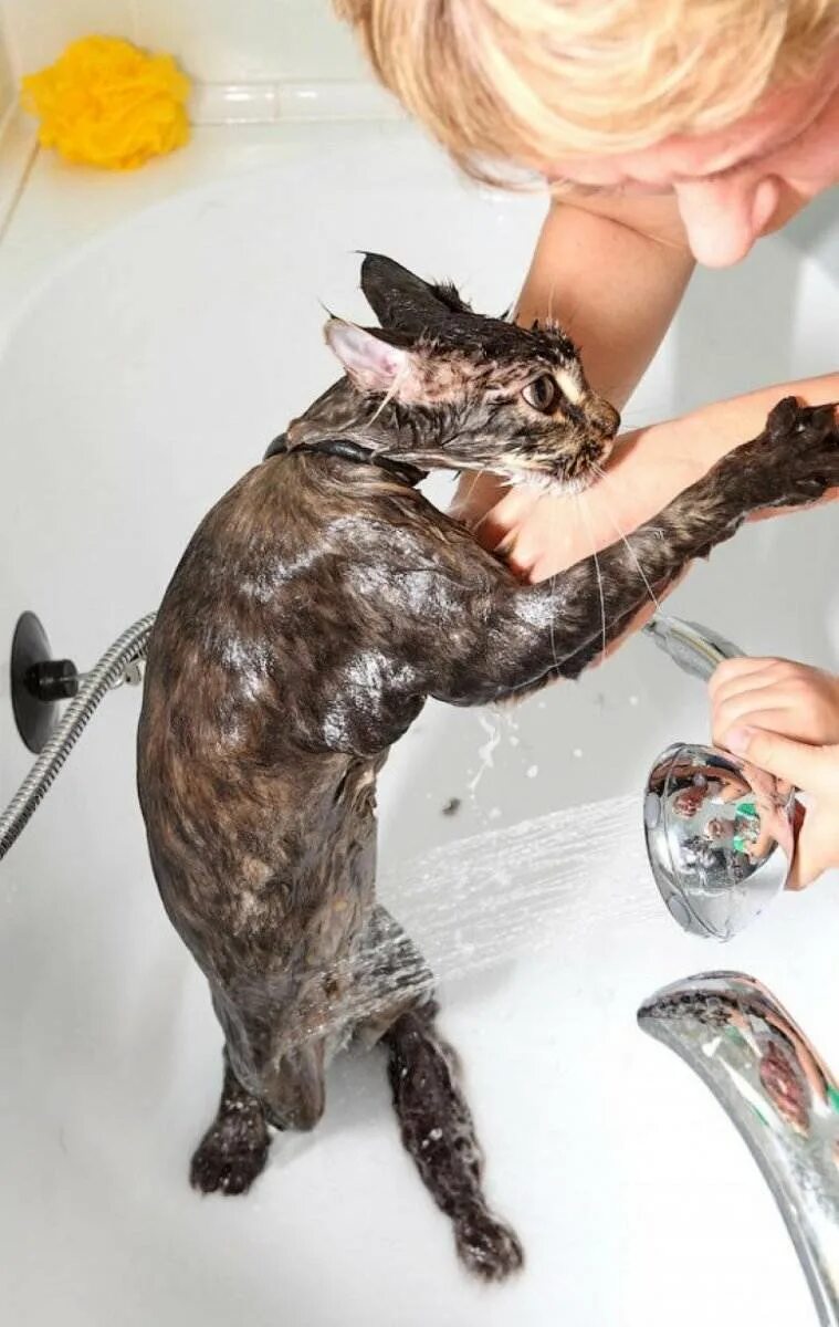Кошка после мытья. Мытье кошки. Кота купают. Кот моется. Помытый кот.