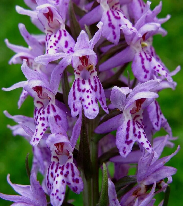 кукушкины слёзки. кукушкины слёзы растение. кукушкины слёзки -энциклопедия. кукушкины слёзки -энциклопедия. цветы кукушкины слезки лесные.