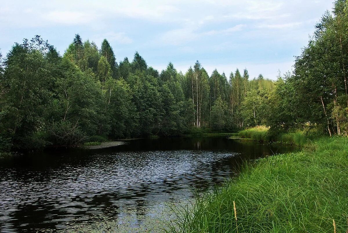 Поселок чаща