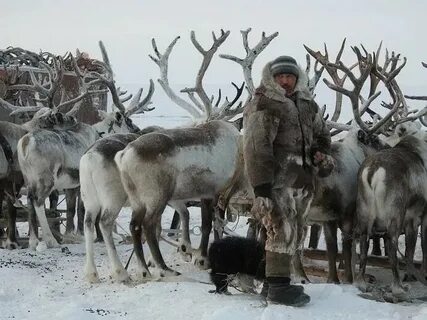 Калмыки оленеводство