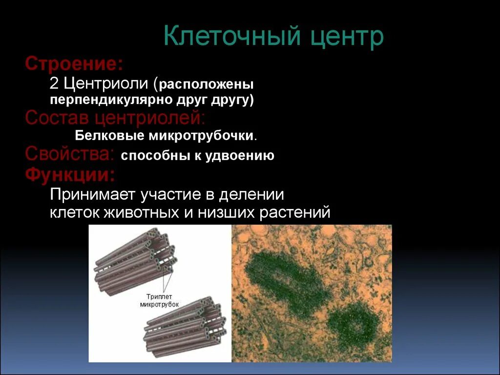 Клеточный центр строение. Центриоли строение и функции. Центриоли низших растений. Центриоли клеточного центра. Какие клетки участвуют в делении