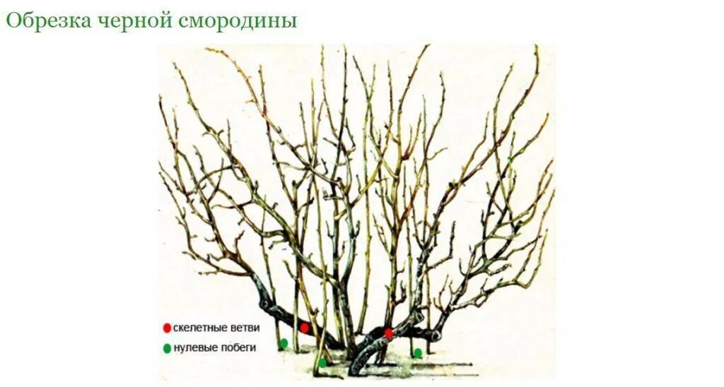 Обрезают ли черную смородину. Схема обрезки черной смородины. Схема обрезки черной смородины весной. Мичуринская обрезка смородины. Правильная обрезка смородины весной схема.