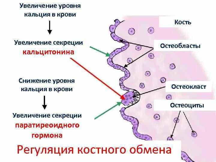 Интактный паратиреоидный гормон. Механизм действия тиреокальцитонина. Кальцитриол остеокласты. Паратирин и паратгормон. Секреция паратгормона.