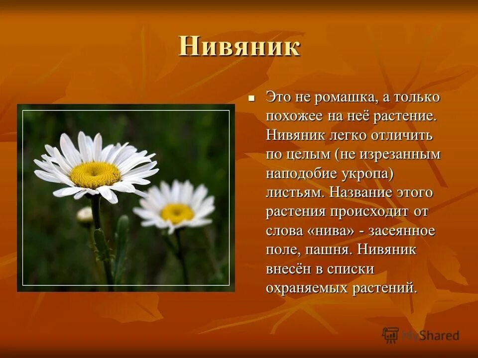 Текст описание в научном стиле растения ромашка. Поповник обыкновенный описание. Поповник и Ромашка отличие. Нивяник поповник. Нивяник обыкновенный окружающий мир.