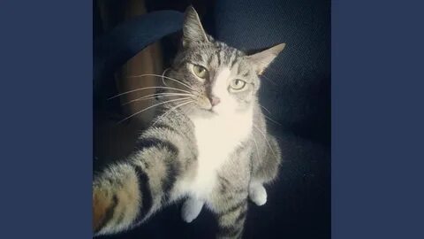 Там кот видео