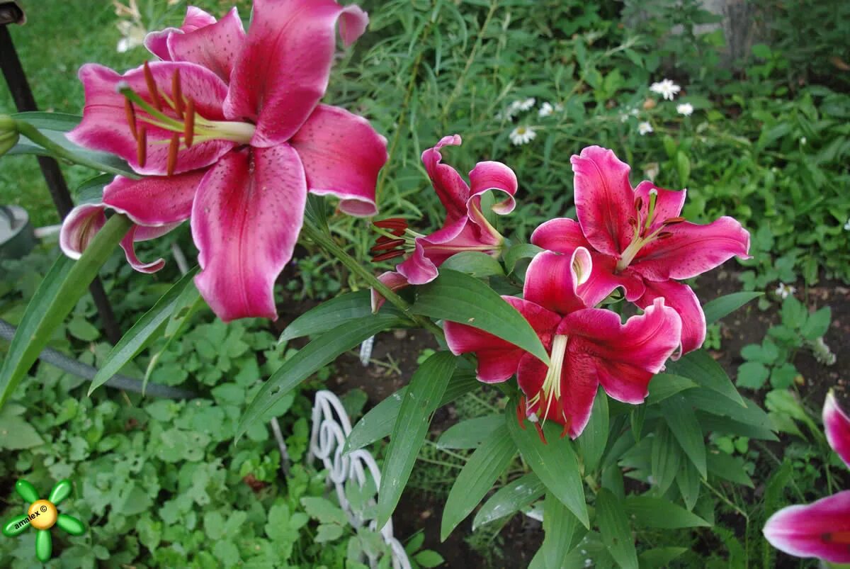 Pin on garden