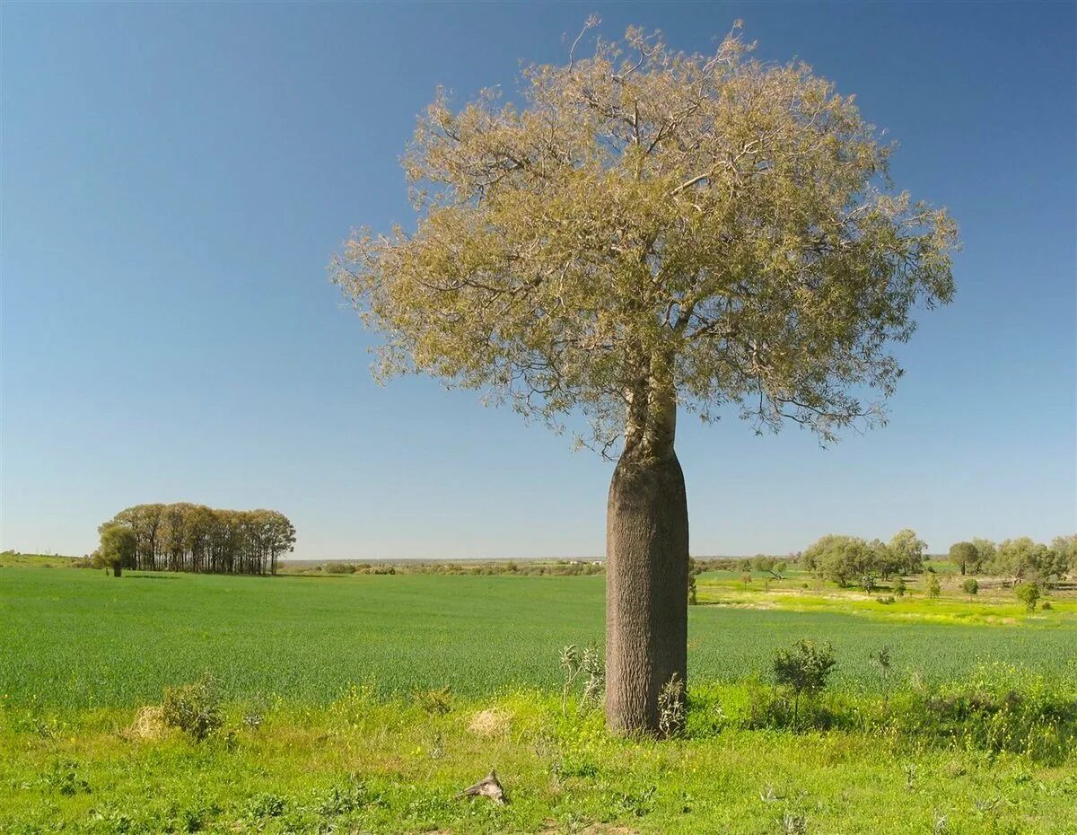 Австралийский баобаб бутылочное дерево. Брахихитон бутылочное дерево. Бутылочное дерево в Австралии. Бутылочное дерево (Cavanillesia Arborea). Культовые деревья