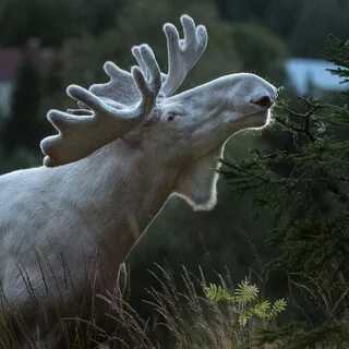 Белый лось животное