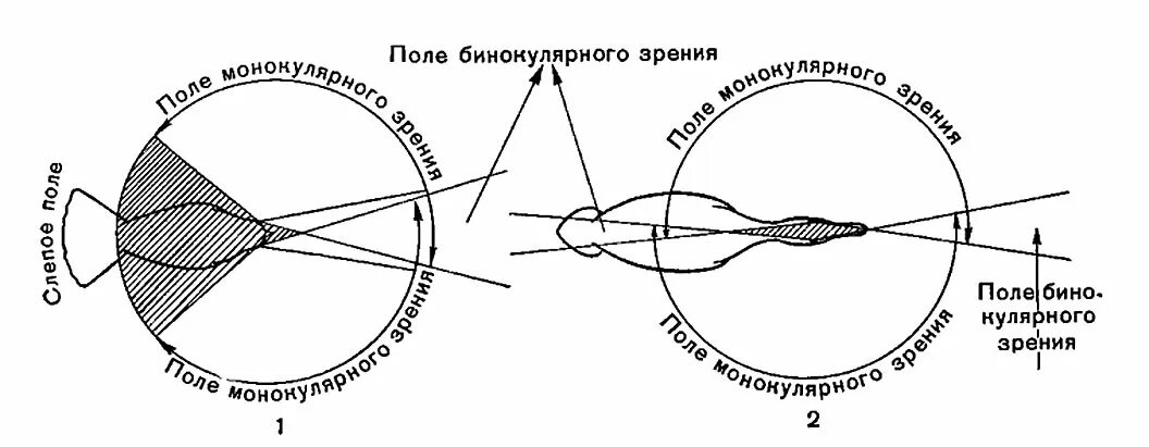 Структура глаза птицы. Схема бинокулярного поля зрения. Монокулярное зрение у птиц. Бинокулярное поле зрения человека. Бинокулярное зрение человека схема.