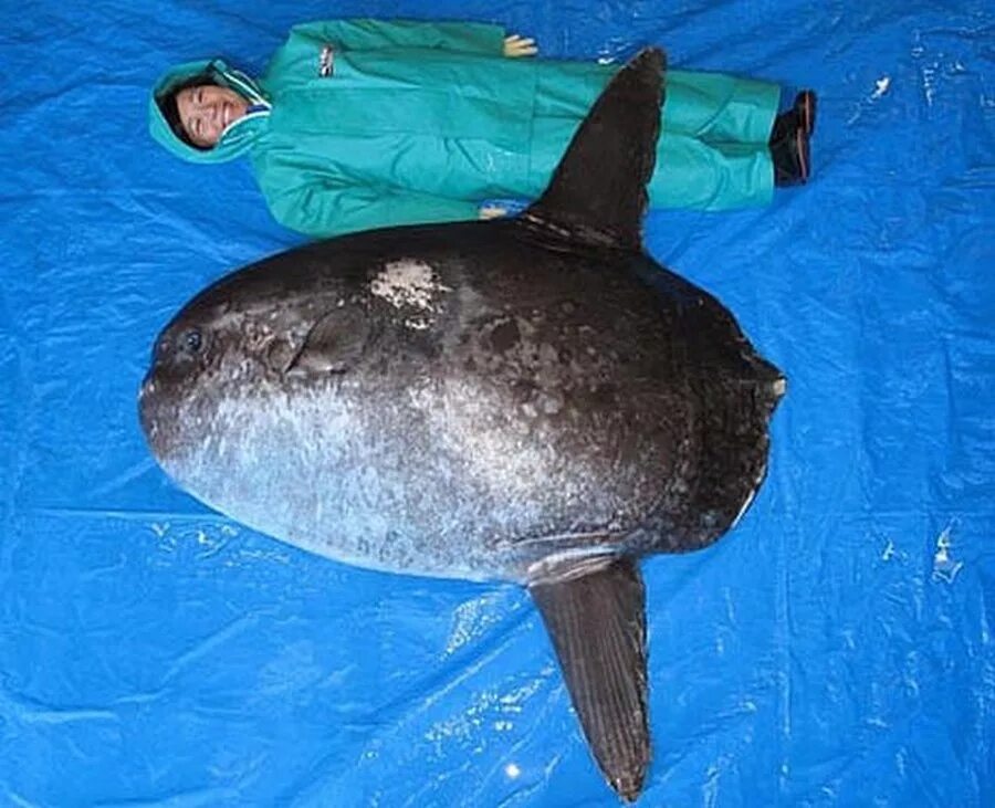 Mola mola рыба. Океанская солнечная рыба (mola mola). Океанская солнечная рыба (mola mola). Острохвостая луна-рыба. Рыба луна вес.