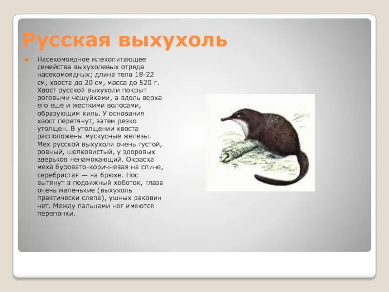 Выхухоль занесена в красную книгу. Животные красной книги выхухоль. выхухоль красная книга владимирской области. евгений кондратьев &quot;выхухоль&quot;. русская выхухоль красная книга краткое описание для 2 класса.