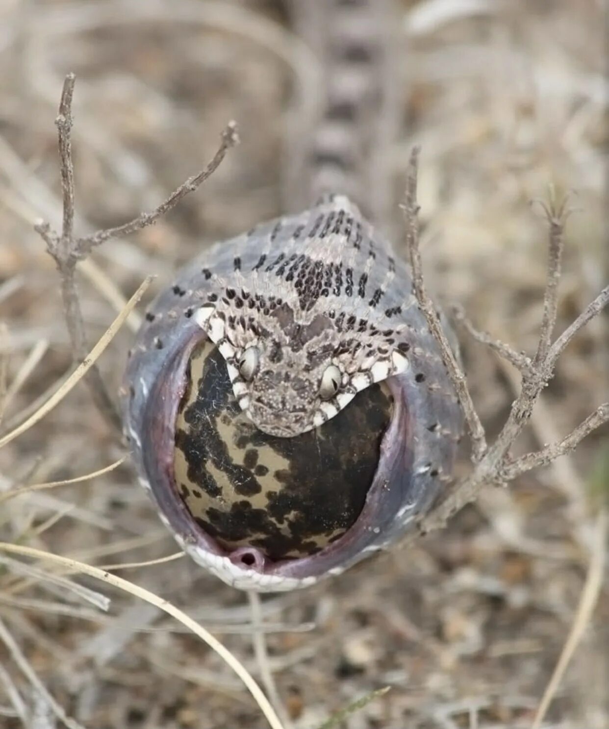 Африканский ЯЙЦЕЕД. Dasypeltis scabra.