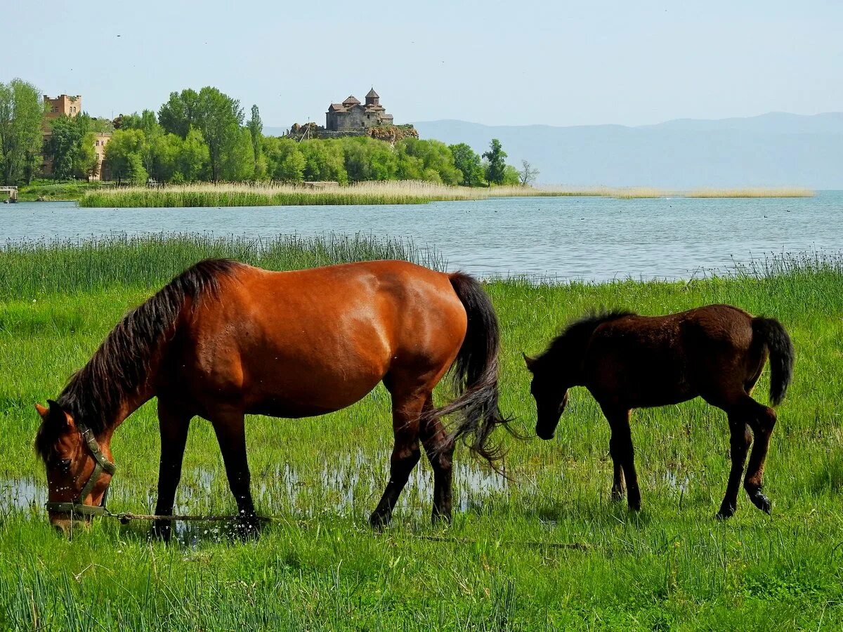 Село Хорс Армения. Озеро Хорс. Лошадь на озере Севан. Лошадь у озера. Хорс лейк