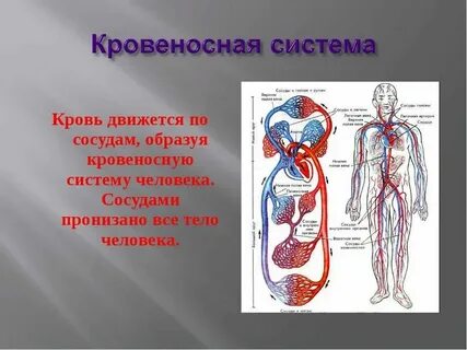 К какой системе органов относится артерия
