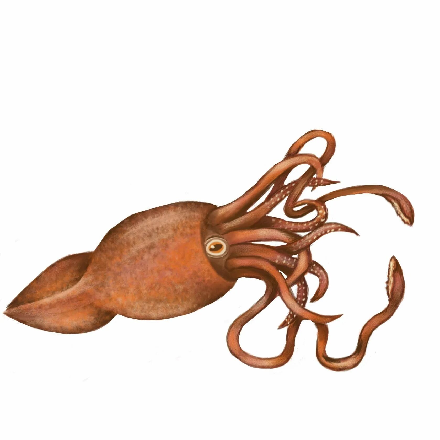 Картинка игра в кальмара. Squid Squid Щербатов.. Кальмар обыкновенный.