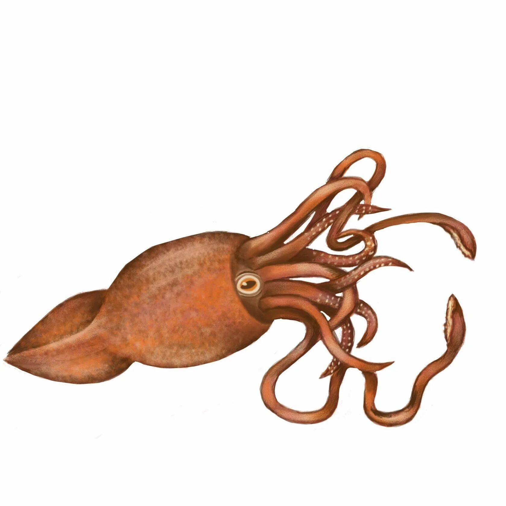 Прическа из игры в кальмара 067. Маск кальмара Squid. Игра в кальмара карточка. Игра в кальмара герои. Визитки кальмар