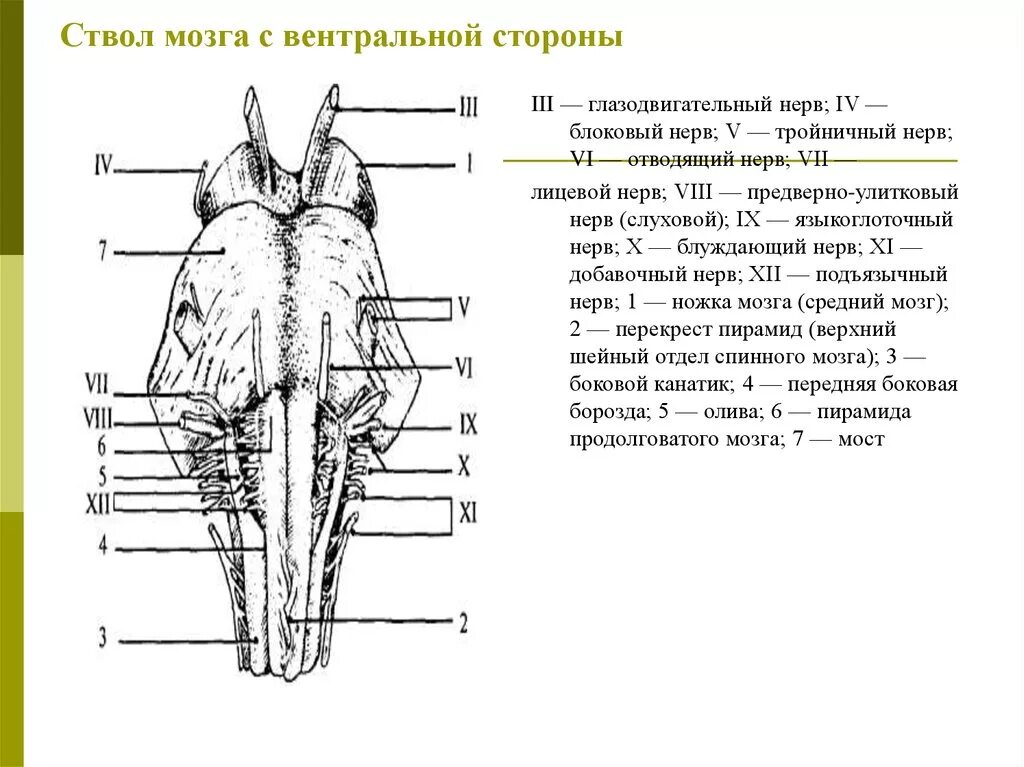 Средний мозг черепно мозговые нервы. Дорсальная поверхность ствола мозга. Ствол мозга анатомия дорсальная поверхность. Вентральная сторона ствола головного мозга. Вентральная поверхность ствола головного мозга.