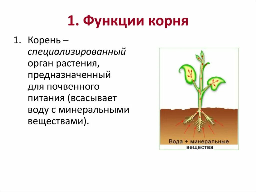 Функции корня. Основные функции корня. Органы растений корень. Корень вегетативный орган растения.