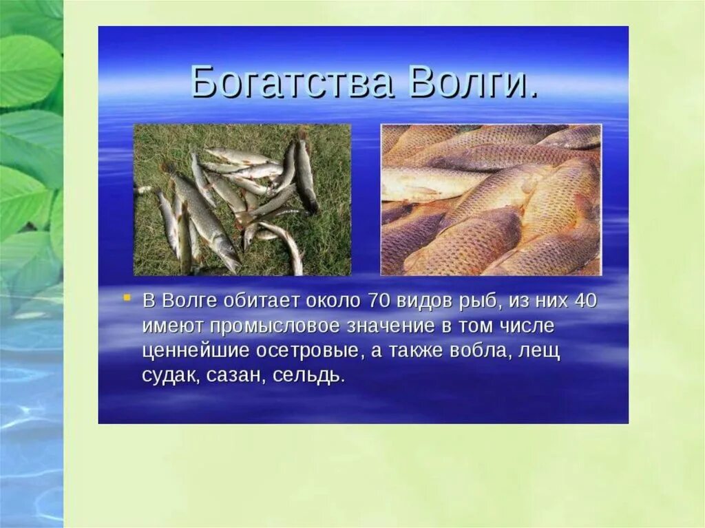 Обитатели Волги. Рыба которая водится в Волге. Обитатели реки Волга. Редкая рыба в Волге.