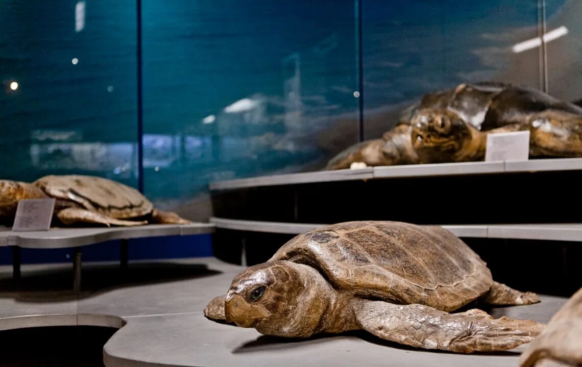 Museum more. Музей моря Айя Напа. Морской музей «Таласса» Айя Напа. Thalassa муниципальный музей моря. Кипр Айя Напа музей Таласса.