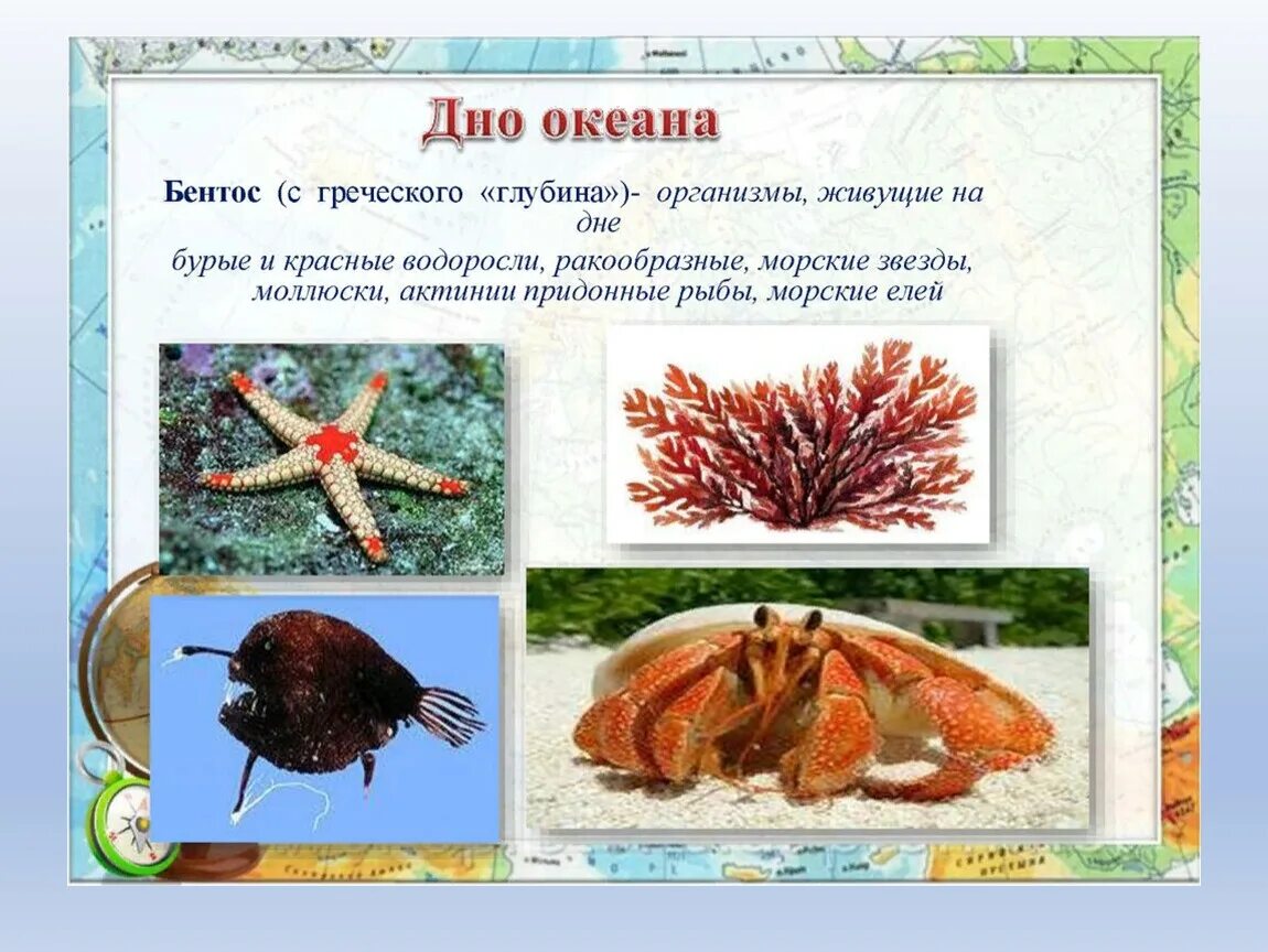 Бентос презентация. Донные организмы. Бентос. Представители бентоса. Сообщение о бентосе.
