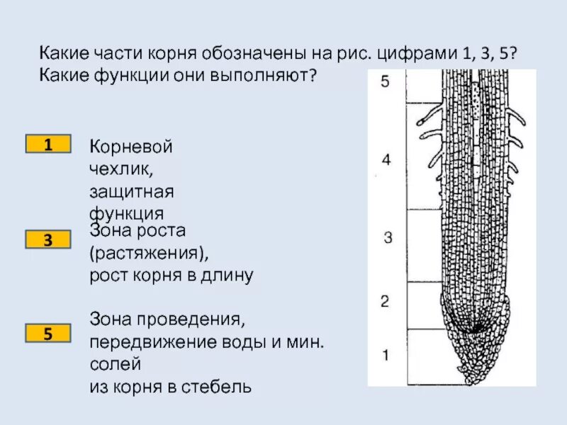Картинки ВНУТРЕННЯЯ ЗОНА КОРНЯ