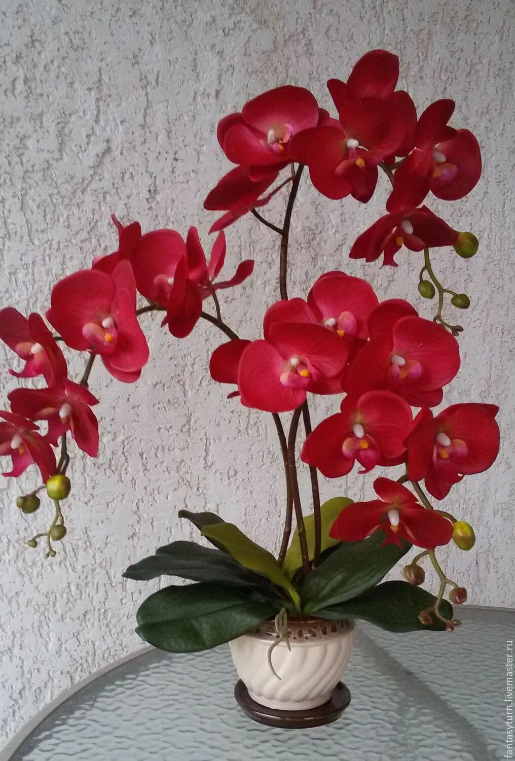Орхидея фаленопсис. Фаленопсис красный. Красный фаленопсис фаленопсис. Орхидея фаленопсис Формидабло. Орхидея в горшке авито