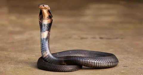 Snake legs