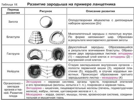 Тип Хордовые: бесчерепные черепные