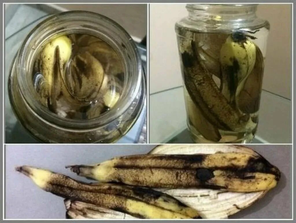 Как настаивать банановую кожуру. Настой из банановой кожуры. Удобрение из банановых шкурок. Удобрение из банановой кожуры. Настой банановой кожуры для полива цветов.