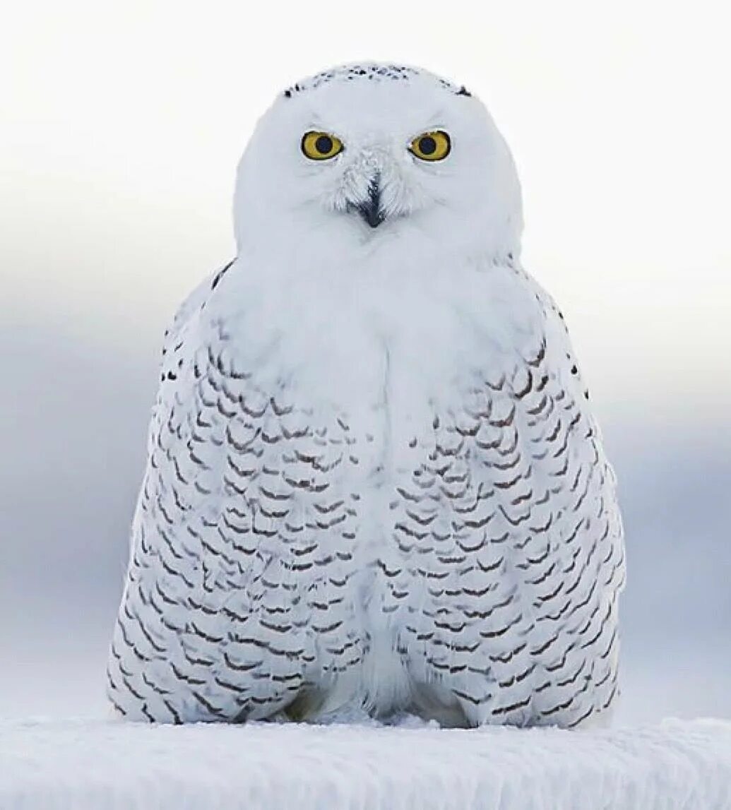 Полярная сова птица. Бел сова 2. Бел сова 2. Полярная сова харп. Бел сова 2.