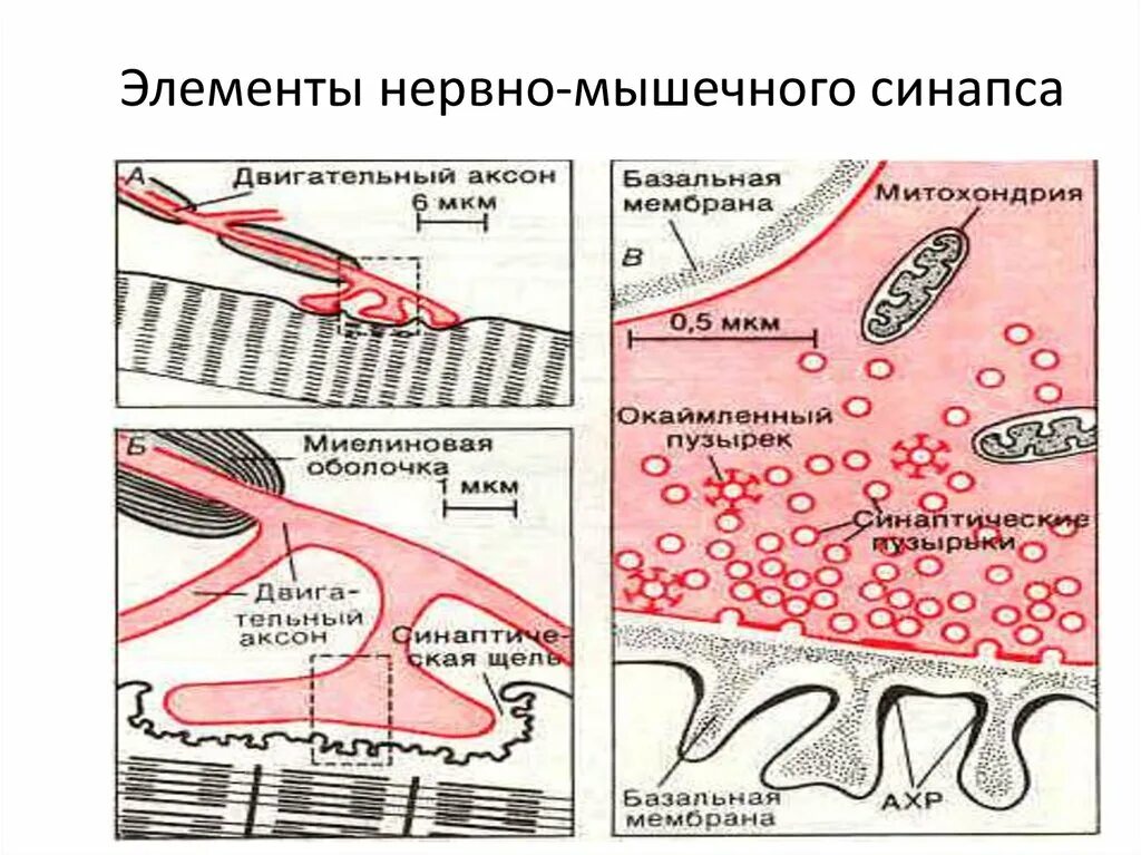 Медиатором в нервно мышечном синапсе является. Схема нервно мышечного синапса. строение нервно-мышечного синапса. компоненты нервно-мышечного синапса. структура нервно-мышечного синапса.