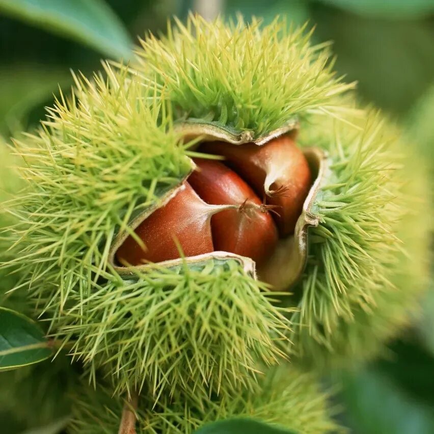 Каштан конский (aesculus). Конский каштан обыкновенный aesculus hippocastanum. Подкормка каштана. Каштан съедобный (castanea sativa)*. Внесение удобрений на газон.