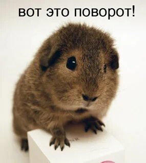 Прикол вот это поворот
