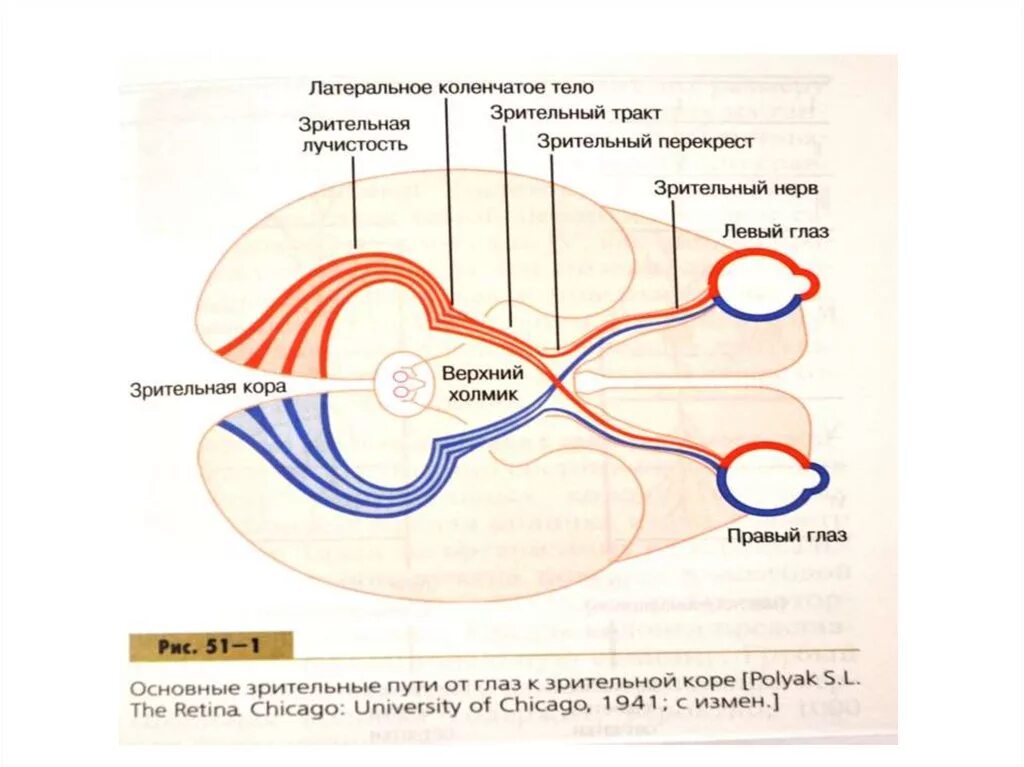 Перекрест волокон зрительного нерва. Перекрест зрительного нерва схема. Зрительный нерв и зрительный тракт. Тракт зрительного нерва. Пути глазки