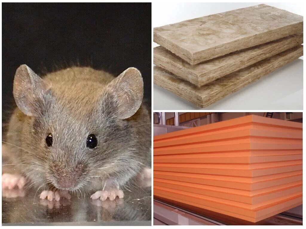 Могут ли мыши есть мышей. Мыши в утеплителе. Пеноплекс и Грызуны. Минвата и мыши. Пеноплекс и мыши.