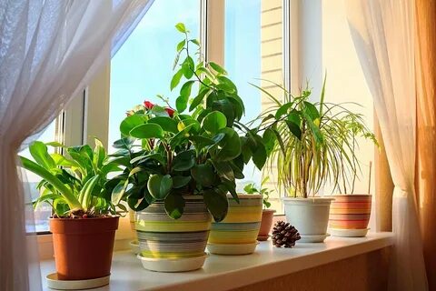 Arrangement of plants on a window sill by rules.