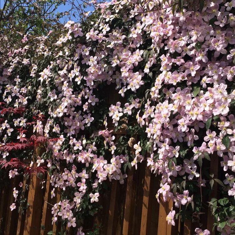 Клематис Рубенс (Clematis Rubens) купить в Москве по низкой цене из питомника, д