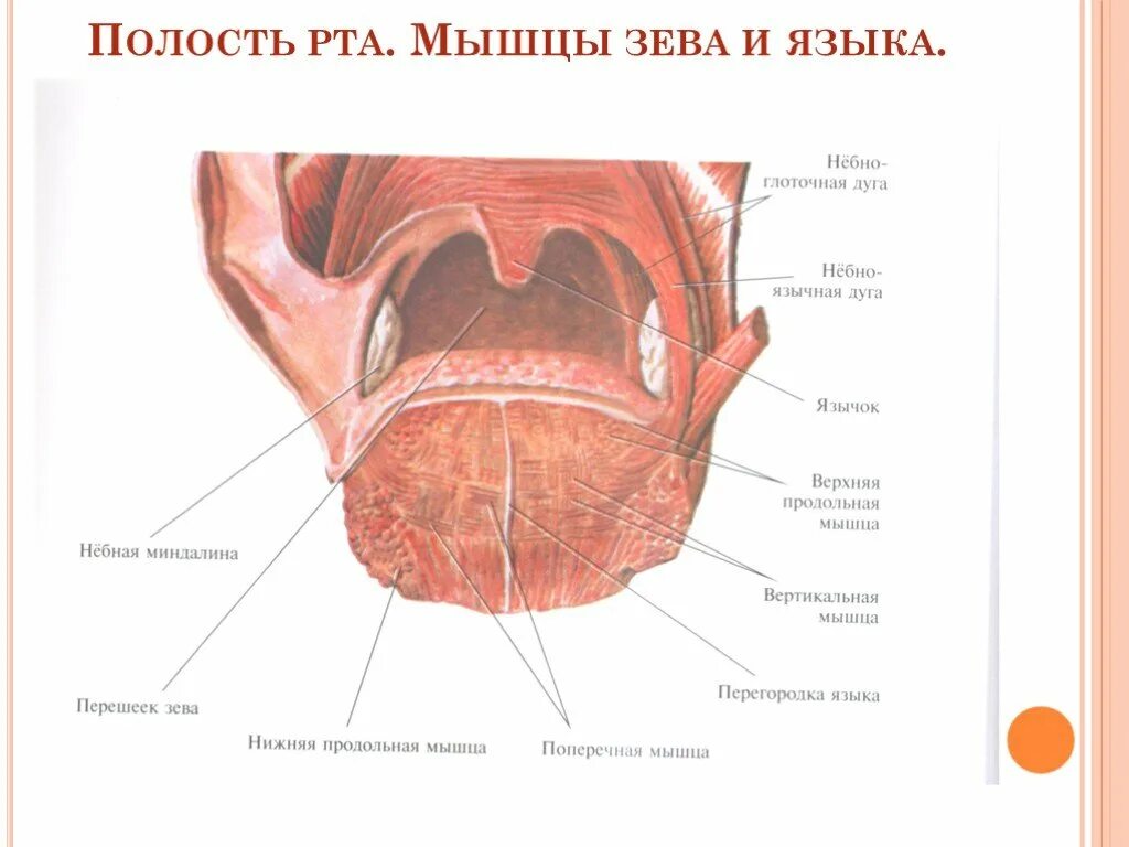 Продольные и поперечные мышцы языка. Мышцы языка анатомия вид снизу. Перегородка языка анатомия. Язык ротовой полости