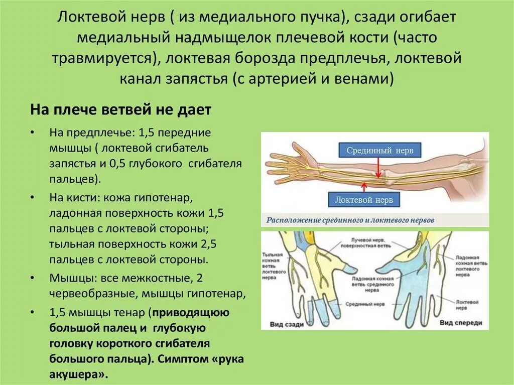 Срединно локтевой нерв