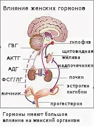 избыток половых гормонов у женщин. эстроген в женском организме. повышены гормоны у женщин симптомы. нарушение женских половых гормонов. избыток эстрогена.