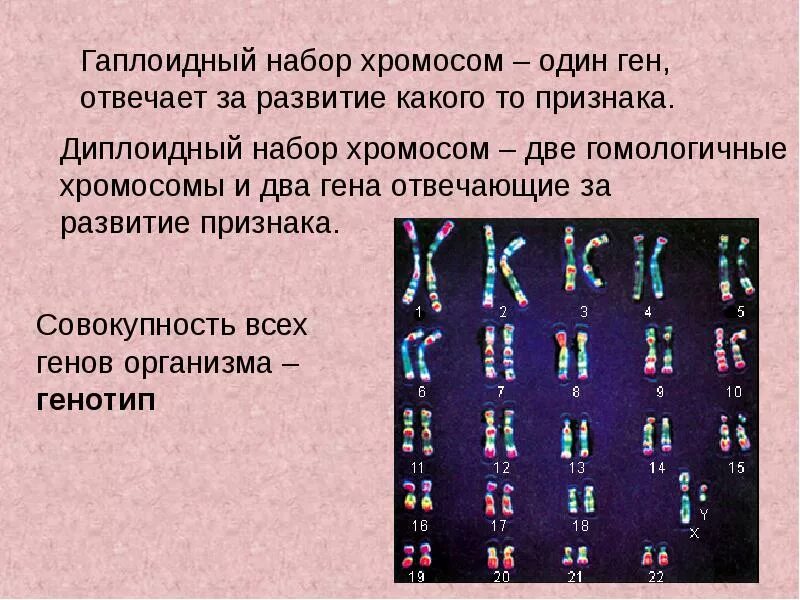 Дипломгый набор хромосом это. Гаплоидный и диплоидный набор хромосом. Диплоидный генотип. Гаплоидный и диплоидный набор хромосом. Гаплоидный и диплоидный набор хромосом.