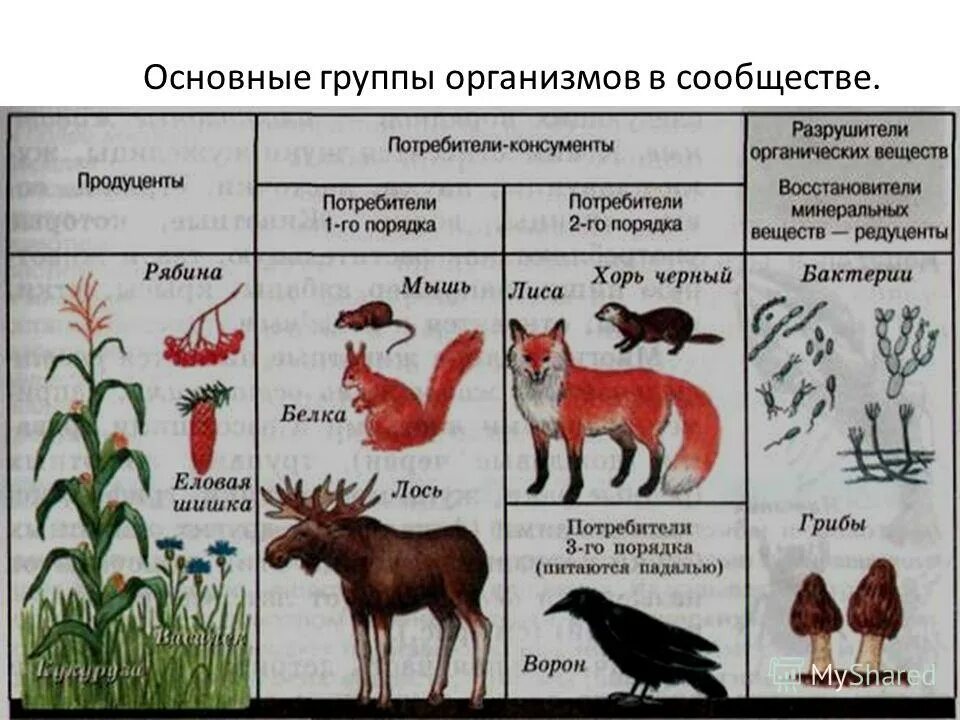 экосистема компоненты экосистемы. функциональные группы продуценты консументы редуценты. 1. функциональные группы организмов в экосистеме. тайга продуценты консументы редуценты.