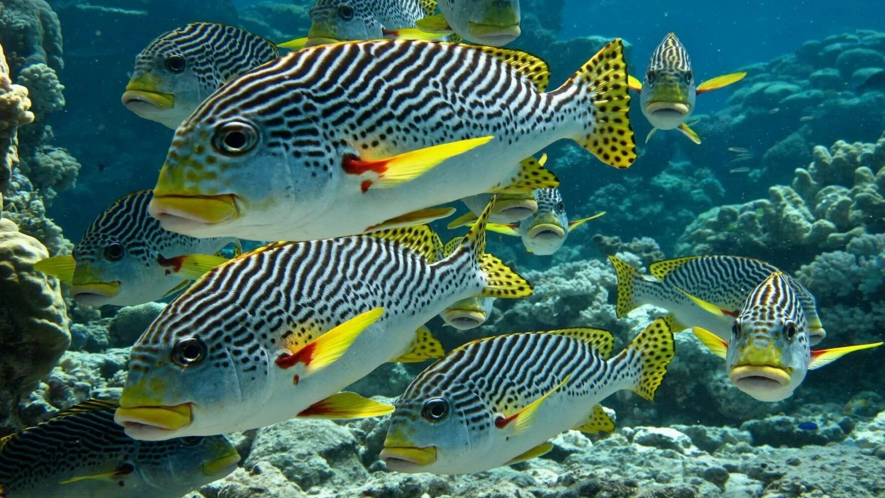 Рыбка коралловых рифов. Рыбы на рифах в Тайланде. Тай риф аквариумная рыбка. Хромис морская рыбка. Рифовые рыбки красного моря.