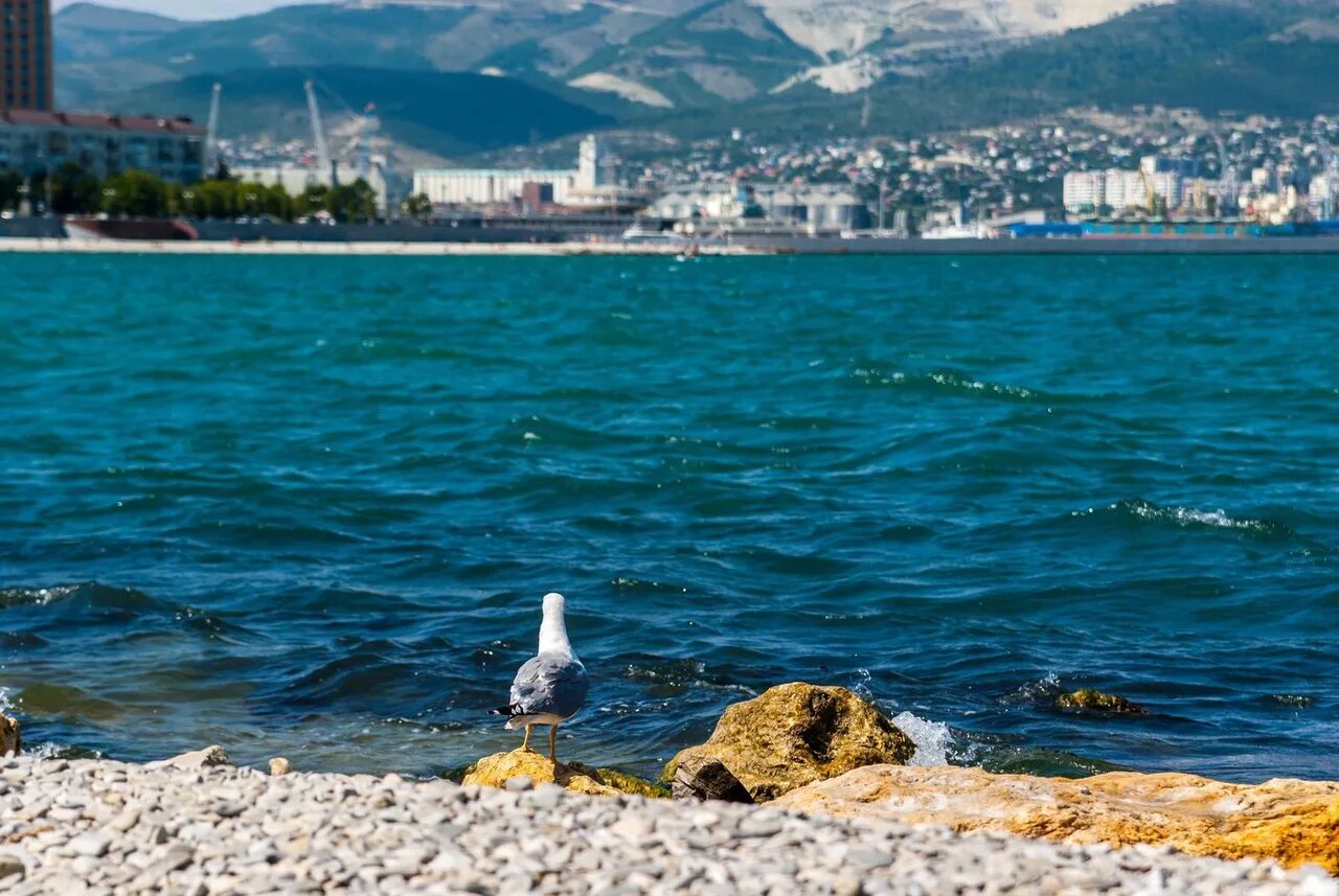 Новороссийск novorossiysk море. Черное море Новороссийск. Берег черного моря Новороссийск. Море черное Новороссийск город. Море в Новороссийске 2023.