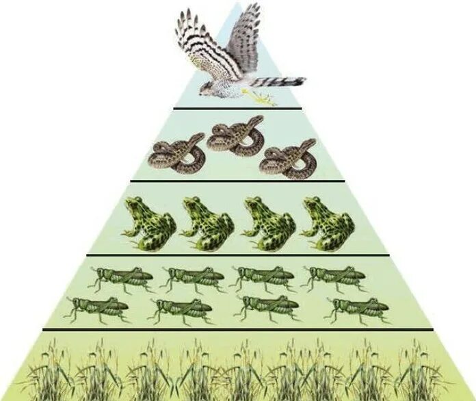 Т к многие виды. Экологическая пирамида Элтона. Пирамида биомасс пустыни. Пирамида биомассы в экосистеме.