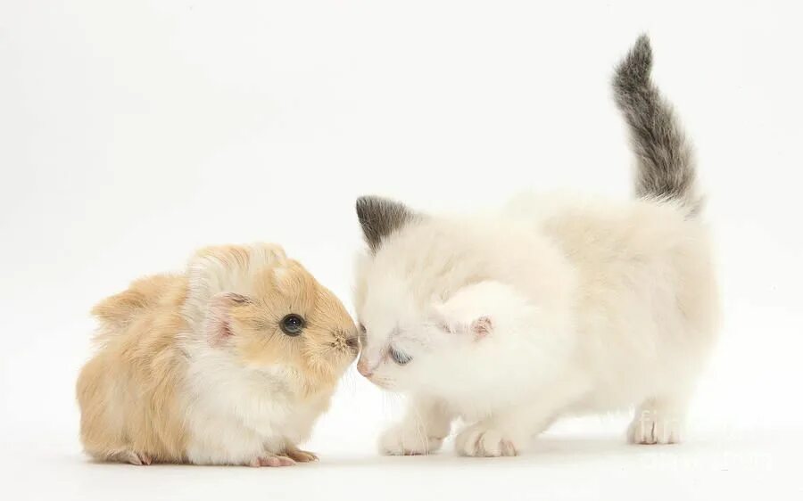 Котики хомячки. Котёнок и хомячок. Котик и хомяк. Милые котята и морские свинки. Хомячок и кошка.